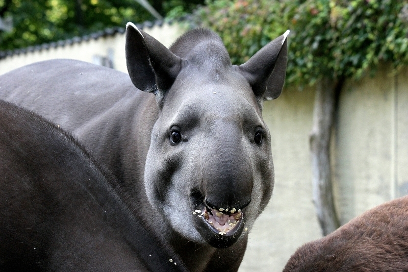 Flachlandtapir Zoo Vivarium Darmstadt 2012