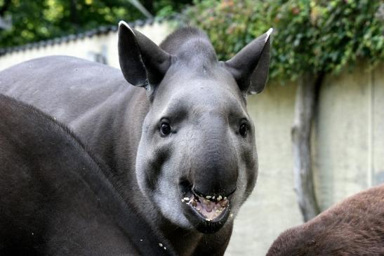 Flachlandtapir Zoo Vivarium Darmstadt 2012