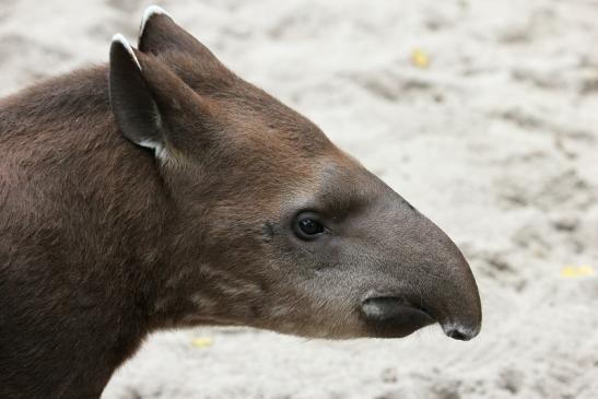 Flachlandtapir Zoo Vivarium Darmstadt 2012