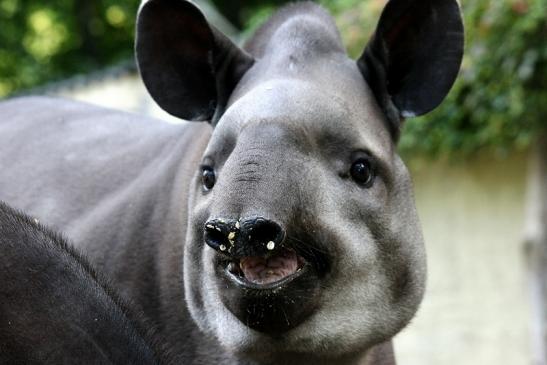 Flachlandtapir Zoo Vivarium Darmstadt 2012