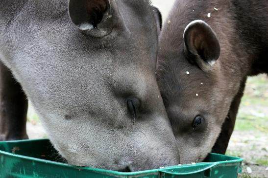 Flachlandtapir Zoo Vivarium Darmstadt 2012