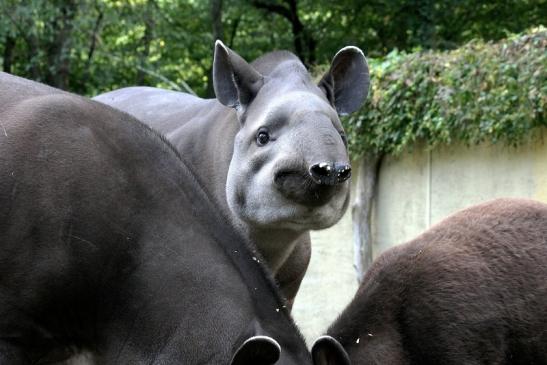 Flachlandtapir Zoo Vivarium Darmstadt 2012