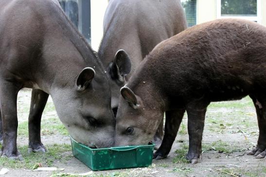 Flachlandtapir Zoo Vivarium Darmstadt 2012