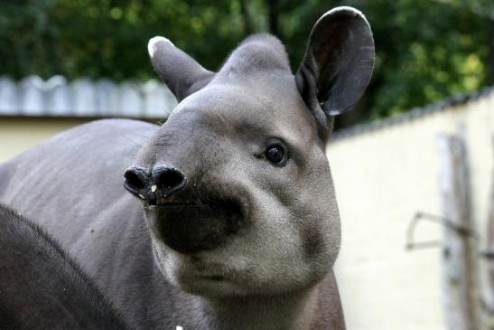 Flachlandtapir Zoo Vivarium Darmstadt 2012