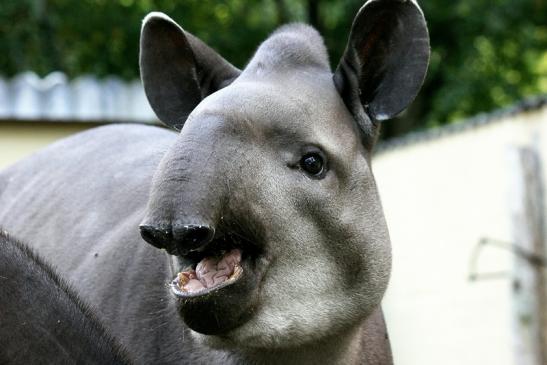 Flachlandtapir Zoo Vivarium Darmstadt 2012