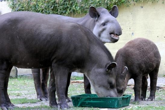 Flachlandtapir Zoo Vivarium Darmstadt 2012