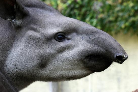 Flachlandtapir Zoo Vivarium Darmstadt 2012