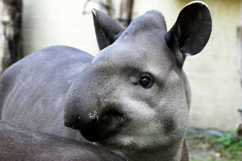 Flachlandtapir Zoo Vivarium Darmstadt 2012