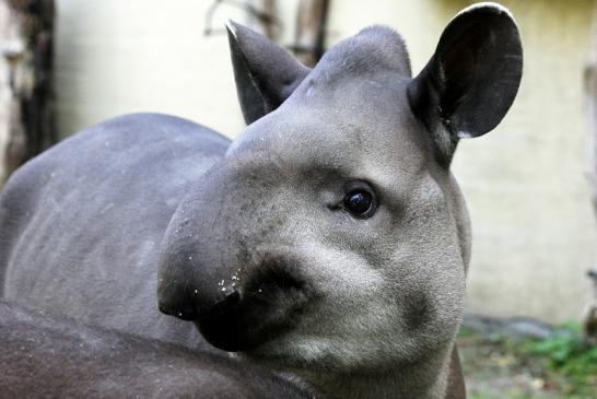 Flachlandtapir Zoo Vivarium Darmstadt 2012