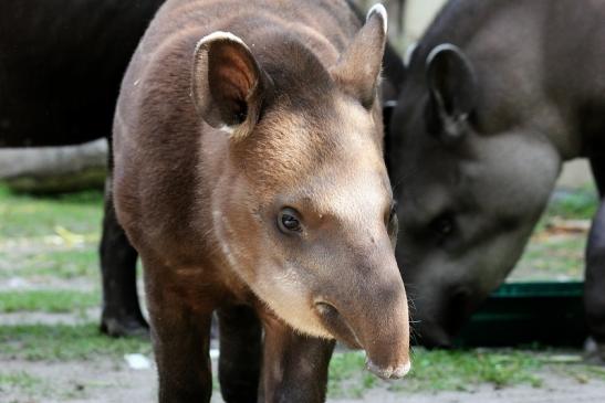 Flachlandtapir Zoo Vivarium Darmstadt 2012