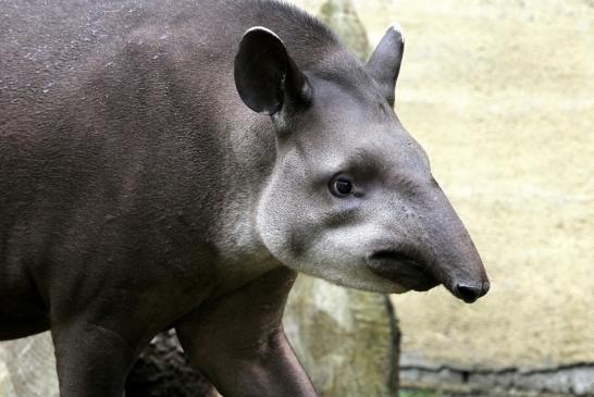 Flachlandtapir Zoo Vivarium Darmstadt 2012