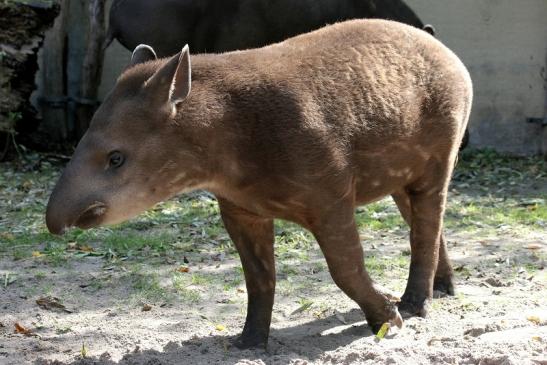 Flachlandtapir Zoo Vivarium Darmstadt 2012