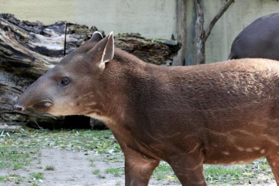 Flachlandtapir Zoo Vivarium Darmstadt 2012