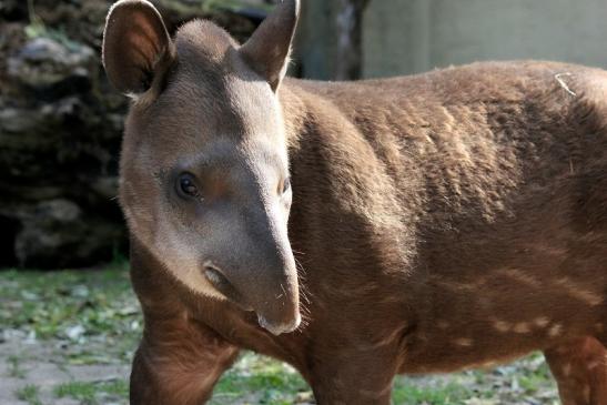 Flachlandtapir Zoo Vivarium Darmstadt 2012