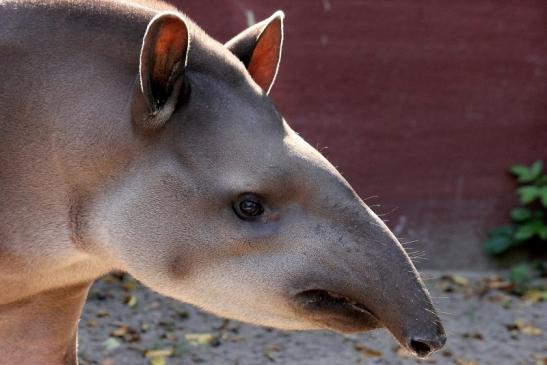 Flachlandtapir Zoo Vivarium Darmstadt 2012