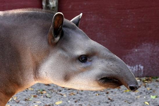 Flachlandtapir Zoo Vivarium Darmstadt 2012