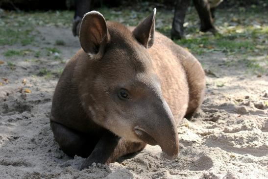 Flachlandtapir Zoo Vivarium Darmstadt 2012