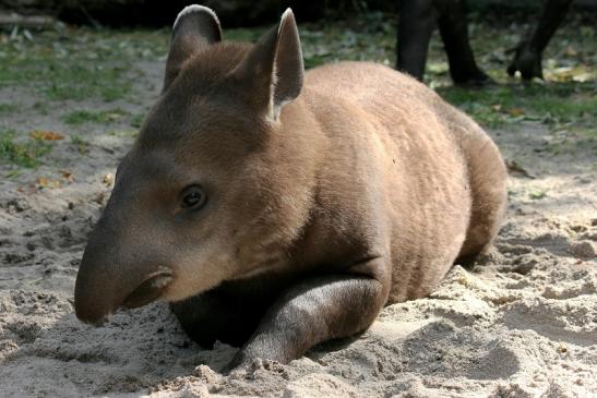 Flachlandtapir Zoo Vivarium Darmstadt 2012