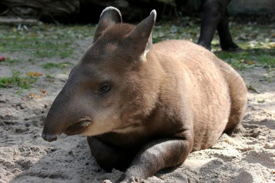 Flachlandtapir Zoo Vivarium Darmstadt 2012