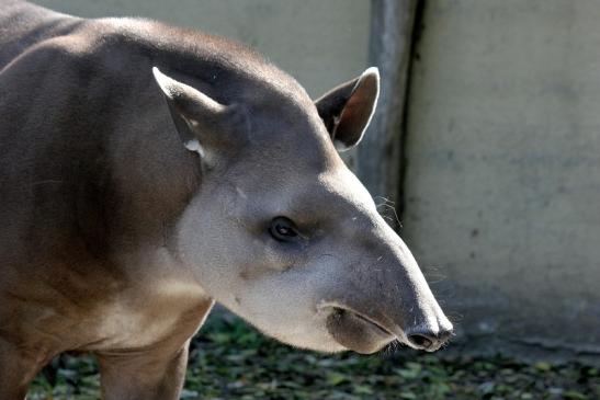 Flachlandtapir Zoo Vivarium Darmstadt 2012