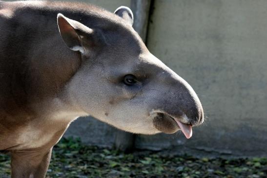 Flachlandtapir Zoo Vivarium Darmstadt 2012