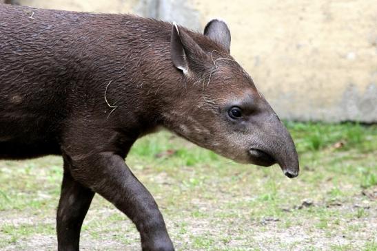 Flachlandtapir Zoo Vivarium Darmstadt 2012