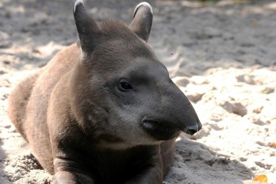 Flachlandtapir Zoo Vivarium Darmstadt 2012