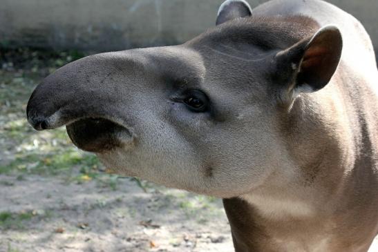 Flachlandtapir Zoo Vivarium Darmstadt 2012