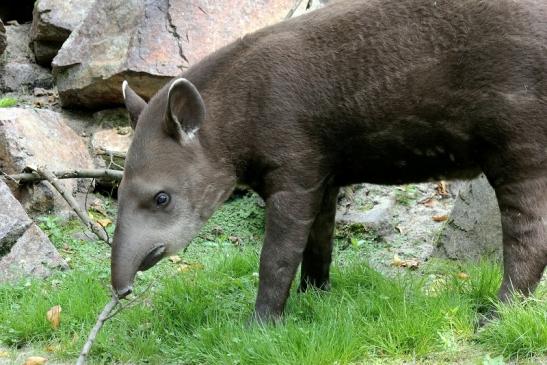 Flachlandtapir Zoo Vivarium Darmstadt 2012