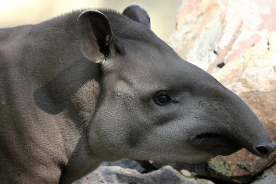 Flachlandtapir Zoo Vivarium Darmstadt 2012