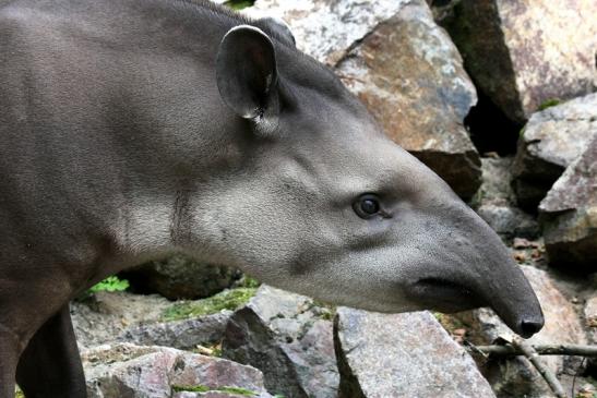 Flachlandtapir Zoo Vivarium Darmstadt 2012