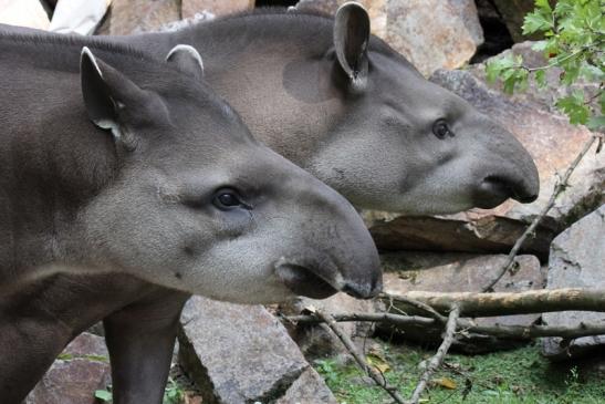 Flachlandtapir Zoo Vivarium Darmstadt 2012