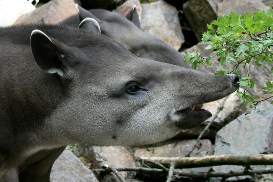 Flachlandtapir Zoo Vivarium Darmstadt 2012