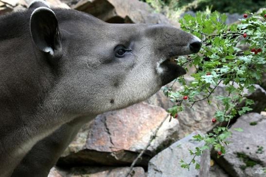 Flachlandtapir Zoo Vivarium Darmstadt 2012