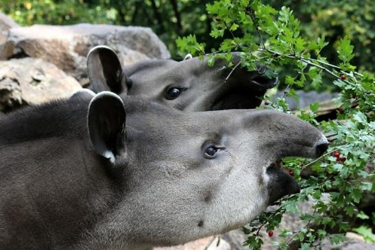 Flachlandtapir Zoo Vivarium Darmstadt 2012