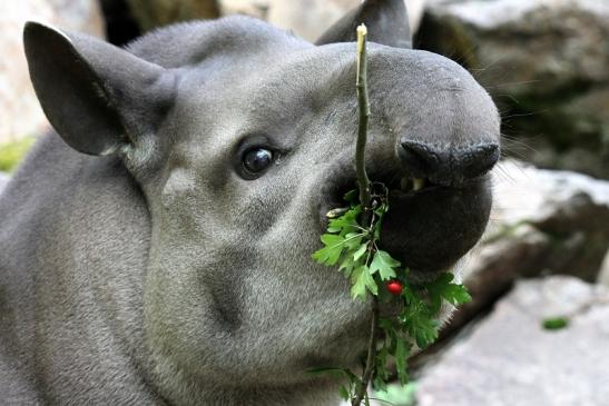 Flachlandtapir Zoo Vivarium Darmstadt 2012