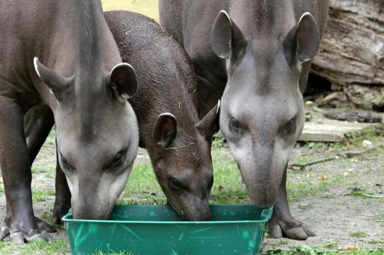 Flachlandtapir Zoo Vivarium Darmstadt 2012