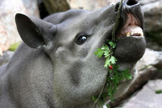 Flachlandtapir Zoo Vivarium Darmstadt 2012