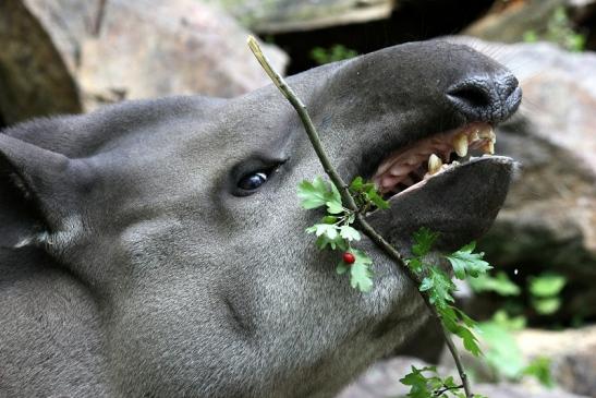 Flachlandtapir Zoo Vivarium Darmstadt 2012