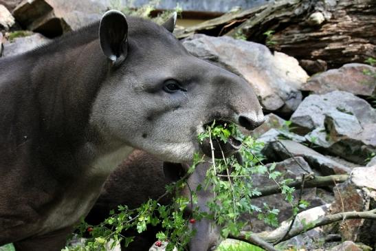 Flachlandtapir Zoo Vivarium Darmstadt 2012