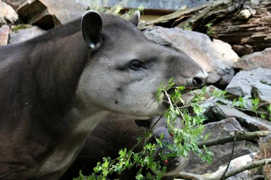 Flachlandtapir Zoo Vivarium Darmstadt 2012