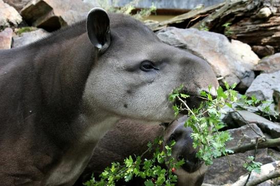 Flachlandtapir Zoo Vivarium Darmstadt 2012