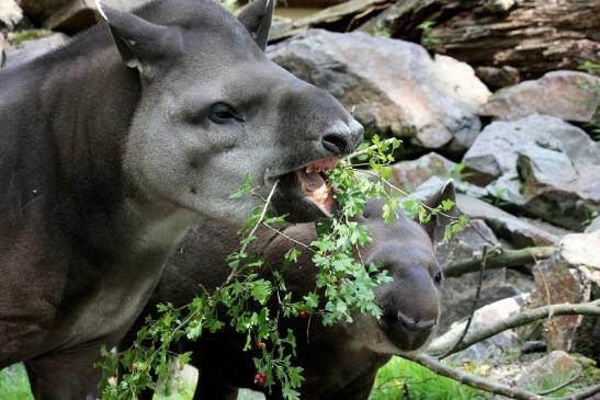 Flachlandtapir Zoo Vivarium Darmstadt 2012