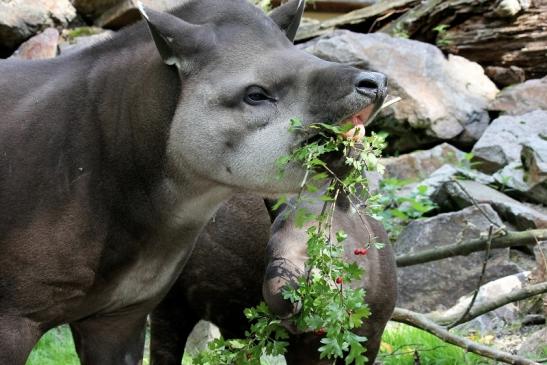 Flachlandtapir Zoo Vivarium Darmstadt 2012