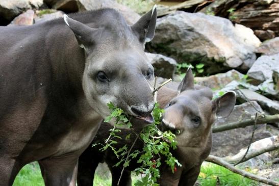 Flachlandtapir Zoo Vivarium Darmstadt 2012