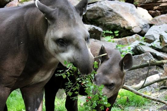 Flachlandtapir Zoo Vivarium Darmstadt 2012