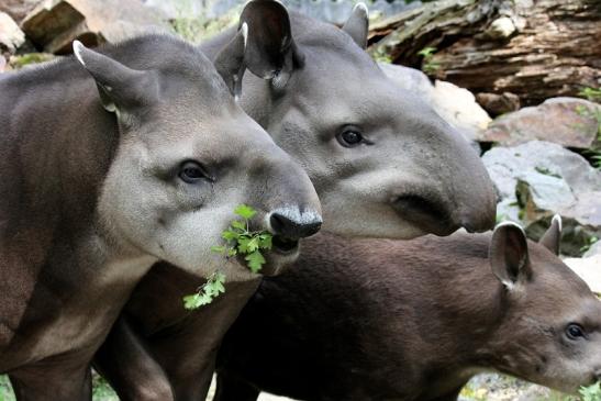 Flachlandtapir Zoo Vivarium Darmstadt 2012