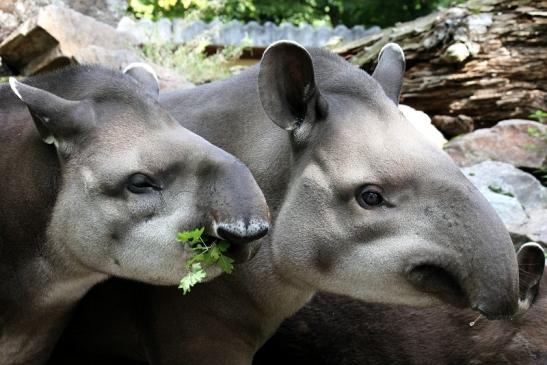 Flachlandtapir Zoo Vivarium Darmstadt 2012