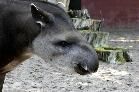 Flachlandtapir Zoo Vivarium Darmstadt 2012