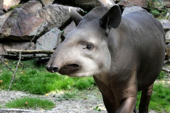 Flachlandtapir Zoo Vivarium Darmstadt 2012